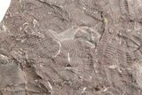 Ordovician Trilobite Mortality Plate (Pos/Neg) - Morocco #254779-1